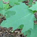 Smallanthus uvedalia Leaf