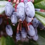 Berberis julianae Frucht