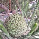 Araucaria heterophylla Frucht