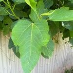 Ficus carica Liść