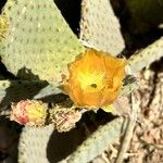 Opuntia rufida Blomst