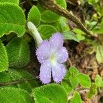 Episcia lilacina Floare