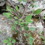 Cotoneaster integerrimus অন্যান্য