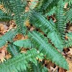 Polystichum acrostichoides ഇല