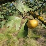 Crataegus azarolusLeaf