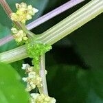 Pilea pumila Bark