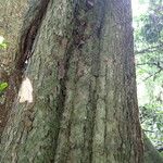 Pouteria alnifolia Rinde