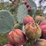 Opuntia robusta Fruit