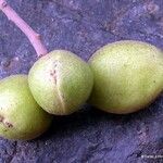 Acropogon schefflerifolius Fruit