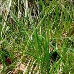 Sesleria caerulea Blad