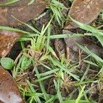 Zoysia matrella Leaf