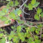 Ribes roezlii Habit