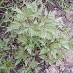 Bidens frondosa Hábitos