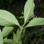 Psychotria pubescens Virág