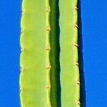 Cereus hexagonus برگ