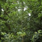 Cinnamomum burmanni ശീലം