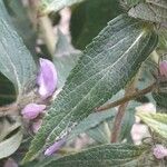 Phlomis herba-venti Лист