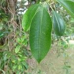 Agarista salicifolia Leaf