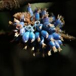 Trichostachys aurea Fruto