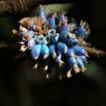 Trichostachys aurea Fruit