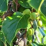 Actinidia arguta Froito