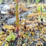 Neobartsia laniflora 葉