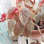 Begonia floccifera