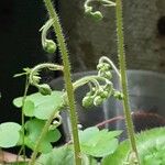 Saxifraga stolonifera Blomst