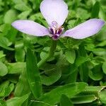 Herbertia lahue Flower