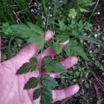 Oenanthe sarmentosa Leaf