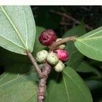 Ficus colubrinae Annet