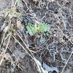 Hippocrepis biflora Habit