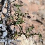Euphorbia sulcata Leaf