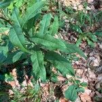 Senecio ovatus Blatt