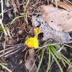 Tussilago farfara Flor