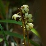 Pyrola chlorantha Õis