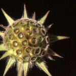 Knautia integrifolia Mbuma