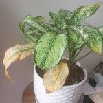 Aglaonema costatum পাতা