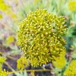 Bupleurum fruticosumFlower