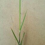 Melica stricta Leaf