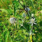 Eryngium planum Habit