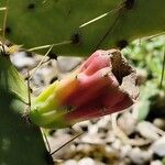 Opuntia dillenii Fruit