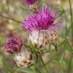 Centaurea deusta Flor