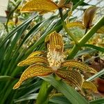 Cymbidium tracyanum List