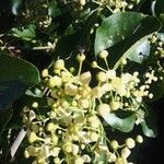 Euonymus carnosus Blüte