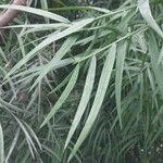 Podocarpus salignus Blad