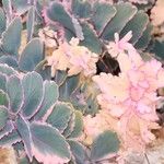 Kalanchoe fedtschenkoi Leaf