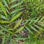 Mahonia fortunei برگ