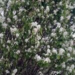 Amelanchier × lamarckii Облик