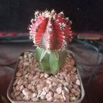 Gymnocalycium mihanovichii 叶